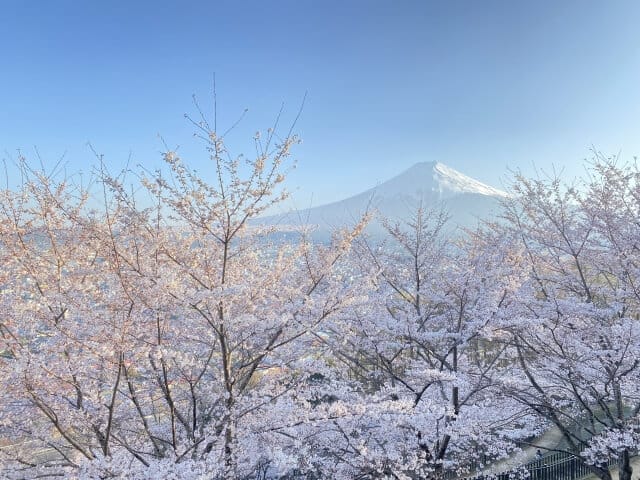Mt.Fuji and cherry blossum