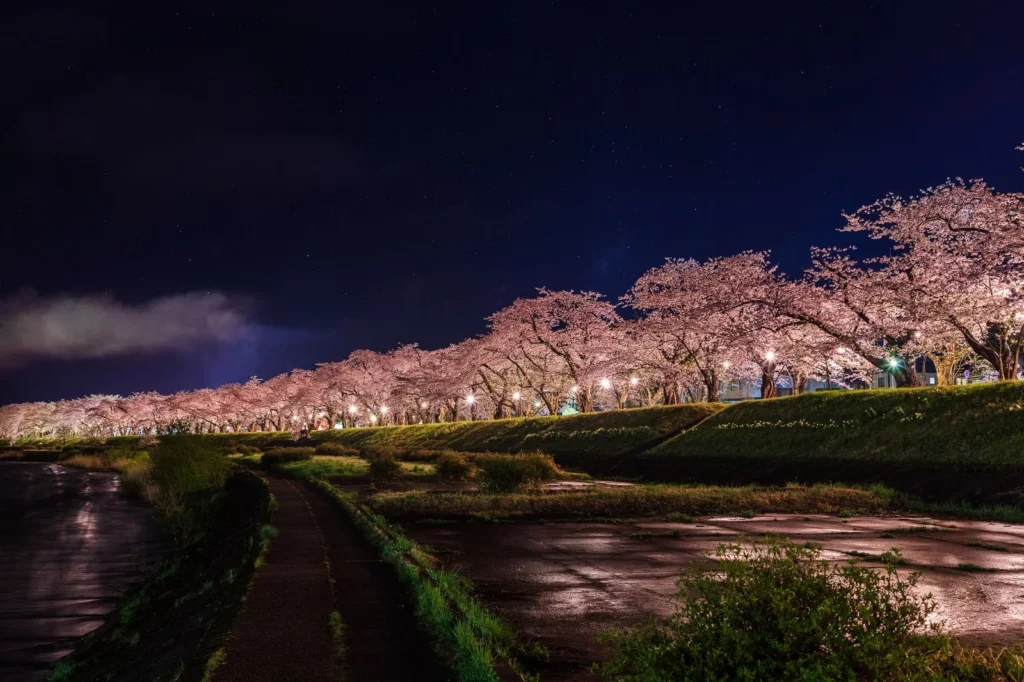 A Tunnel of Cherry Blossoms