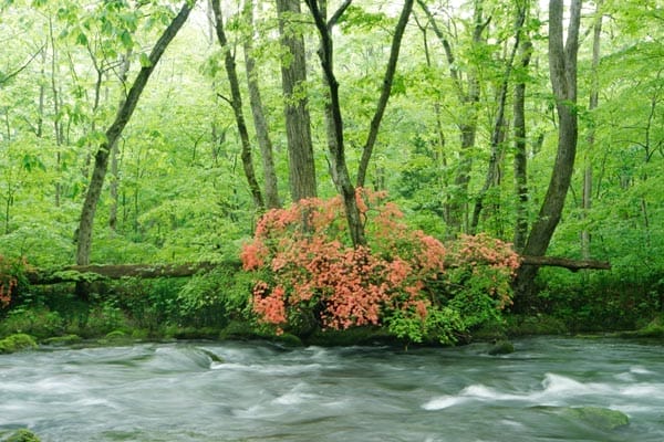 oirase-stream-flower2