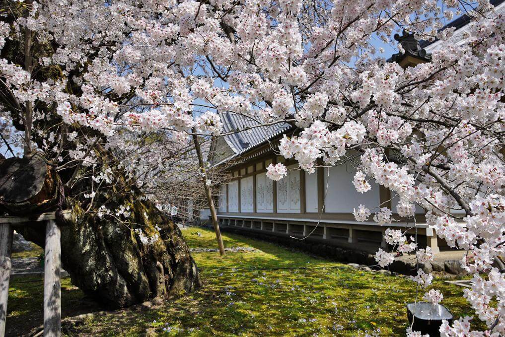 daigo-temple-cherry-blossum