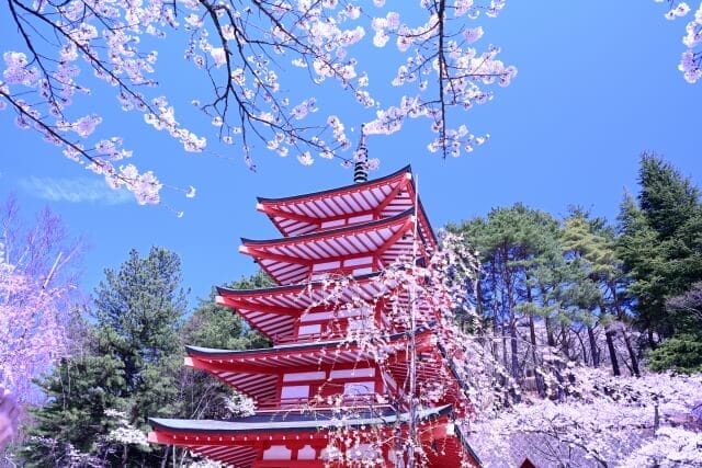  Arakurayama Sengen Park in spring