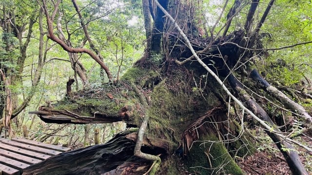 Yakusugi Tree